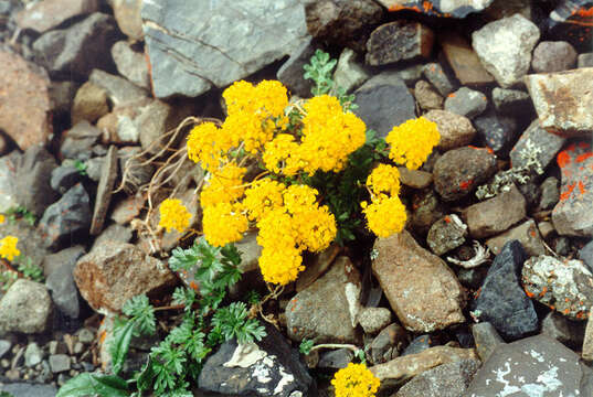 Слика од Alyssum obovatum (C. A. Mey.) Turcz.