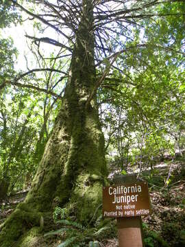 Imagem de Juniperus californica Carrière