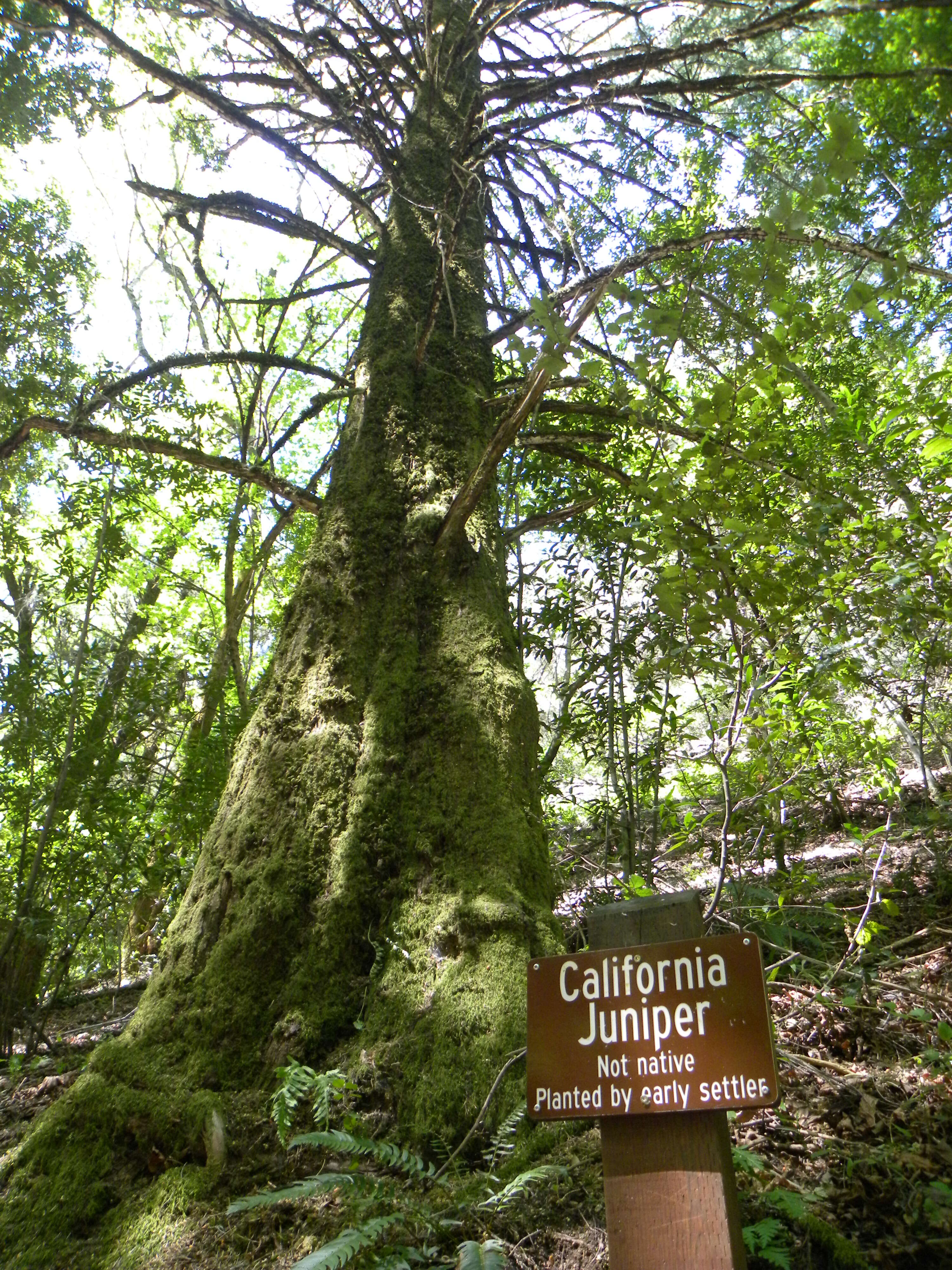 Sivun Juniperus californica Carrière kuva