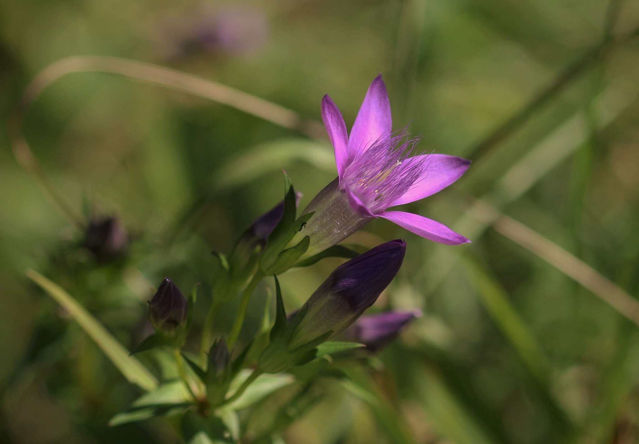 Image of Rough Gentian