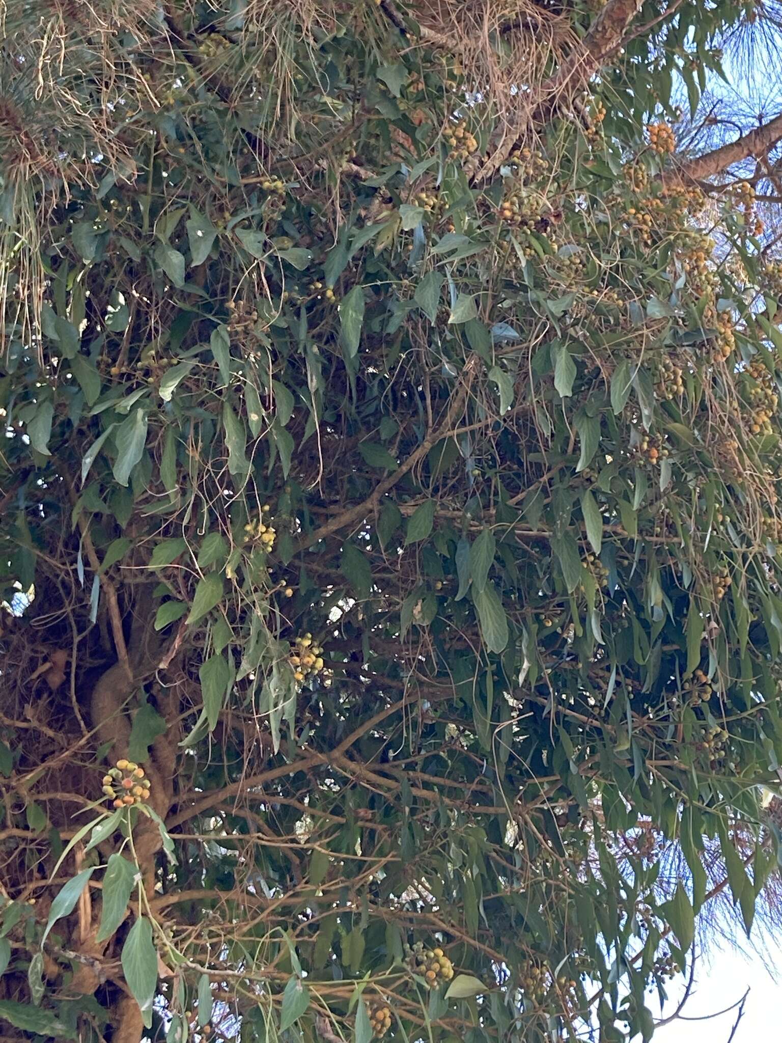 Hedera nepalensis K. Koch resmi