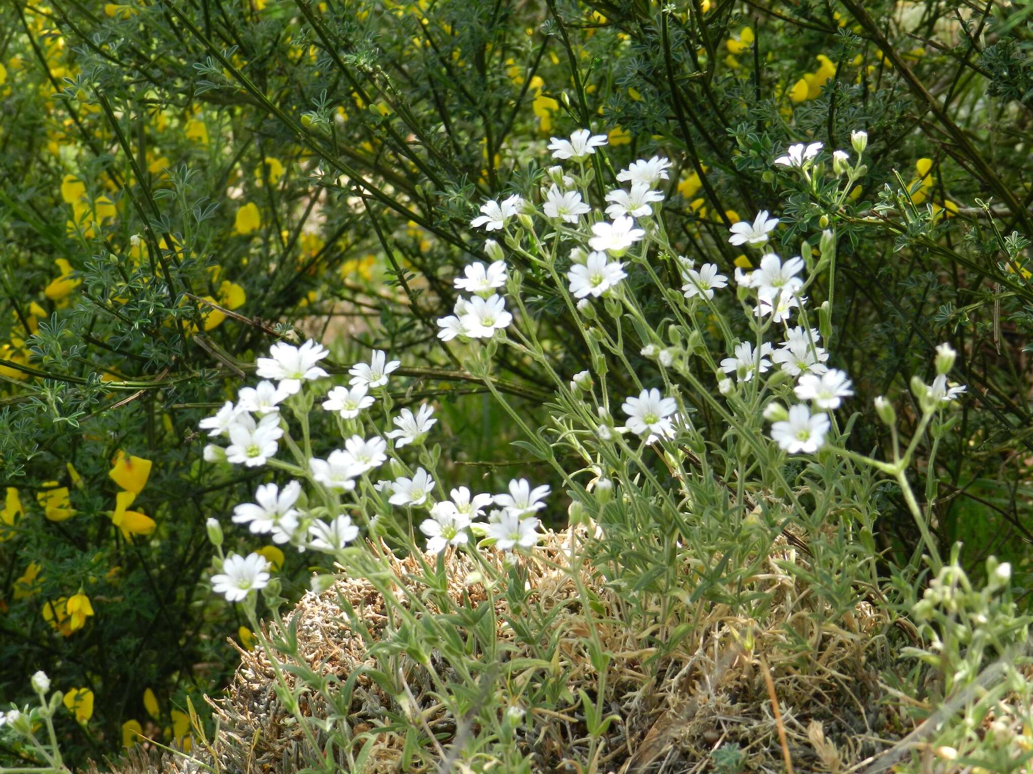 Image of field chickweed