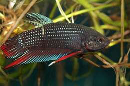 Betta siamorientalis Kowasupat, Panijpan, Ruenwongsa & Jeenthong 2012的圖片