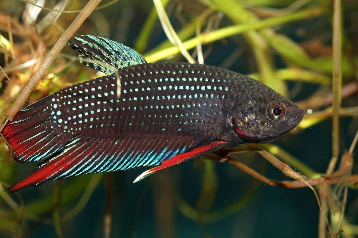 Betta siamorientalis Kowasupat, Panijpan, Ruenwongsa & Jeenthong 2012的圖片