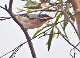 Image of Pardalotus striatus substriatus Mathews 1912