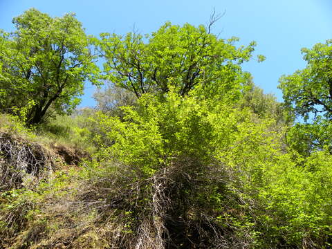 Image of California buckeye