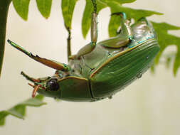 Imagem de Chrysina costata (Blanchard 1850)