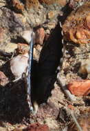 Image of Lepidochrysops braueri Dickson 1966