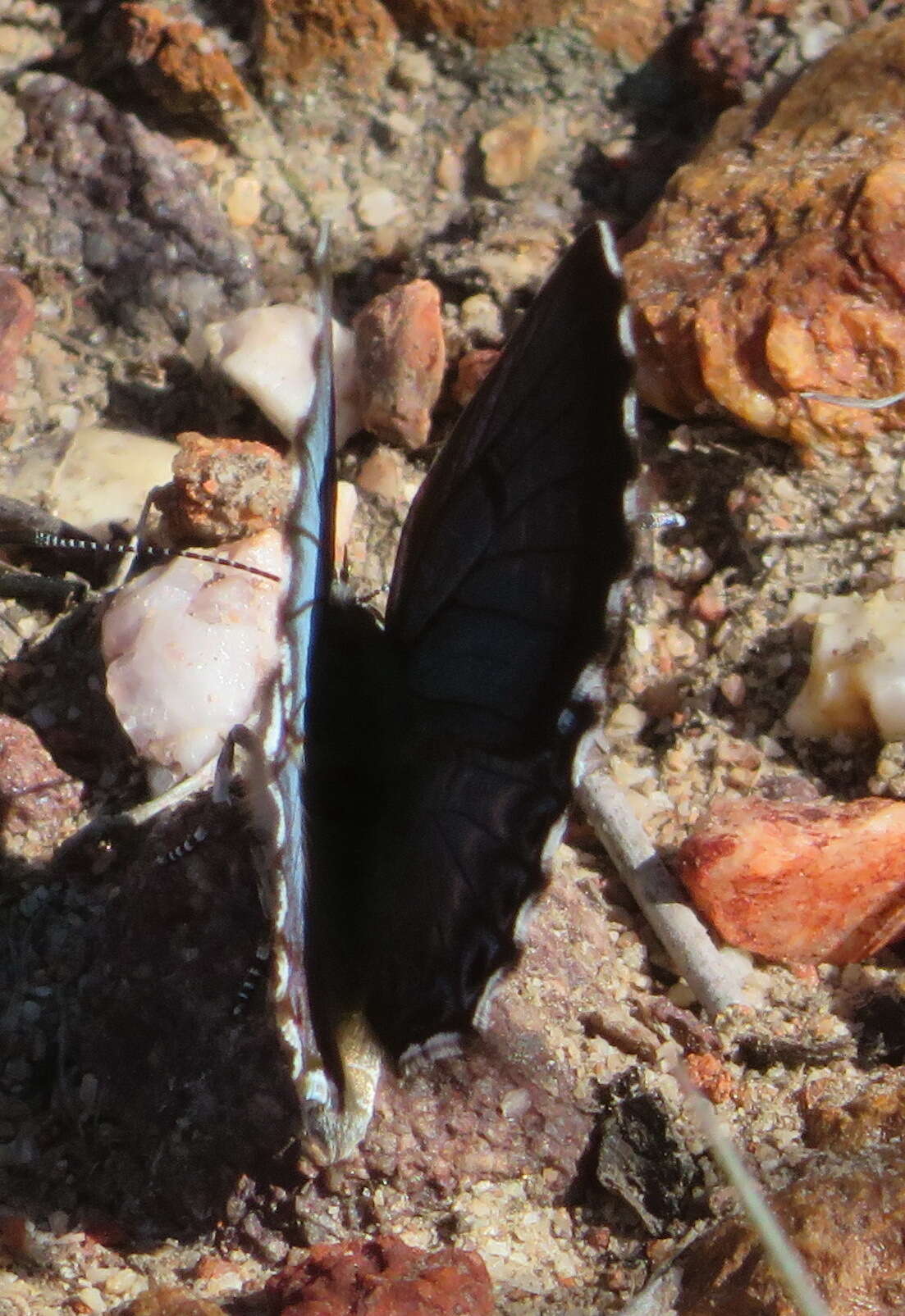 Image of Lepidochrysops braueri Dickson 1966