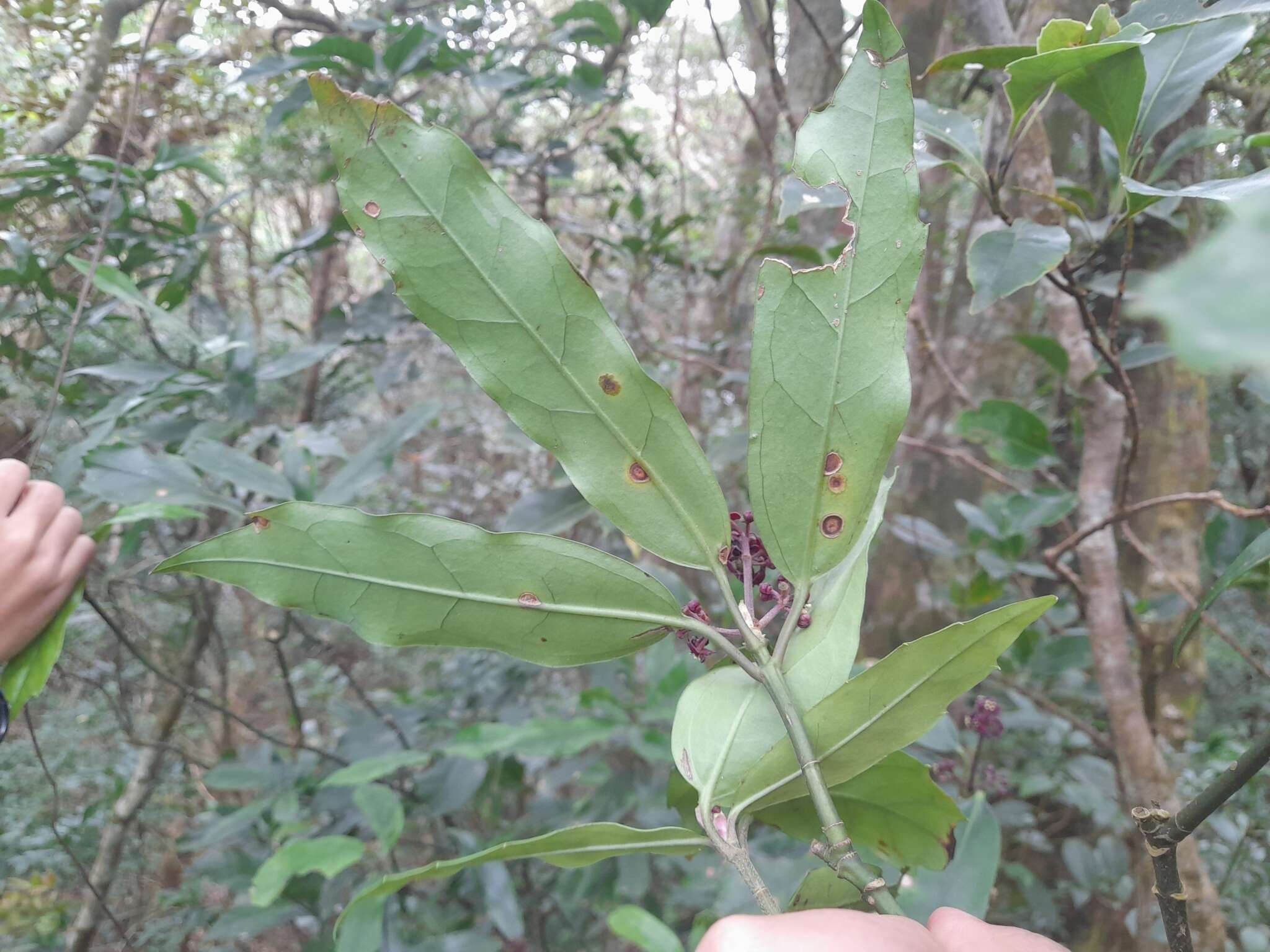 Image of Aucuba chinensis Benth.