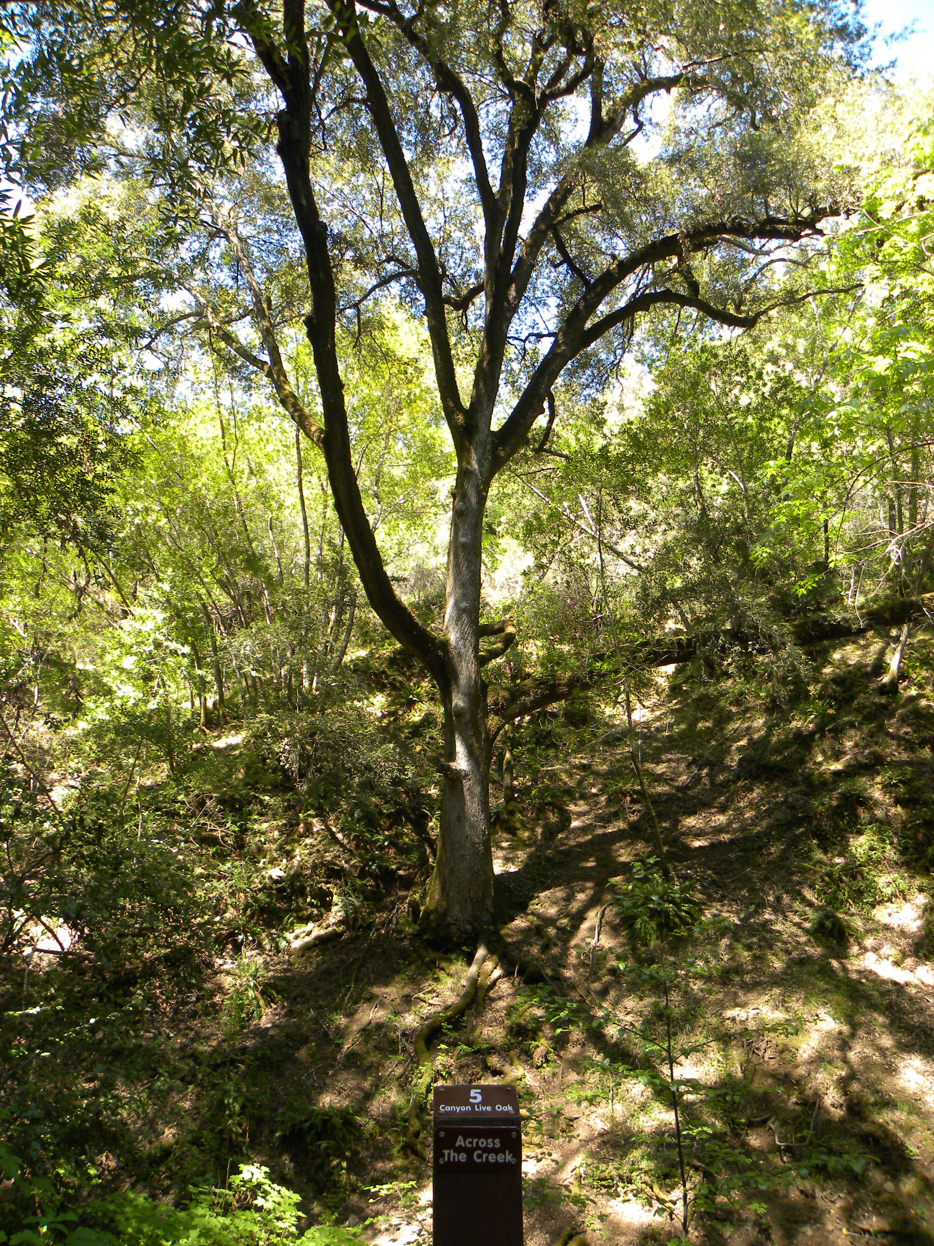 Слика од Quercus chrysolepis Liebm.