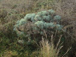 Слика од Artemisia argentea L'Hér.