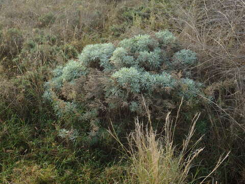 Image of Artemisia argentea L'Hér.