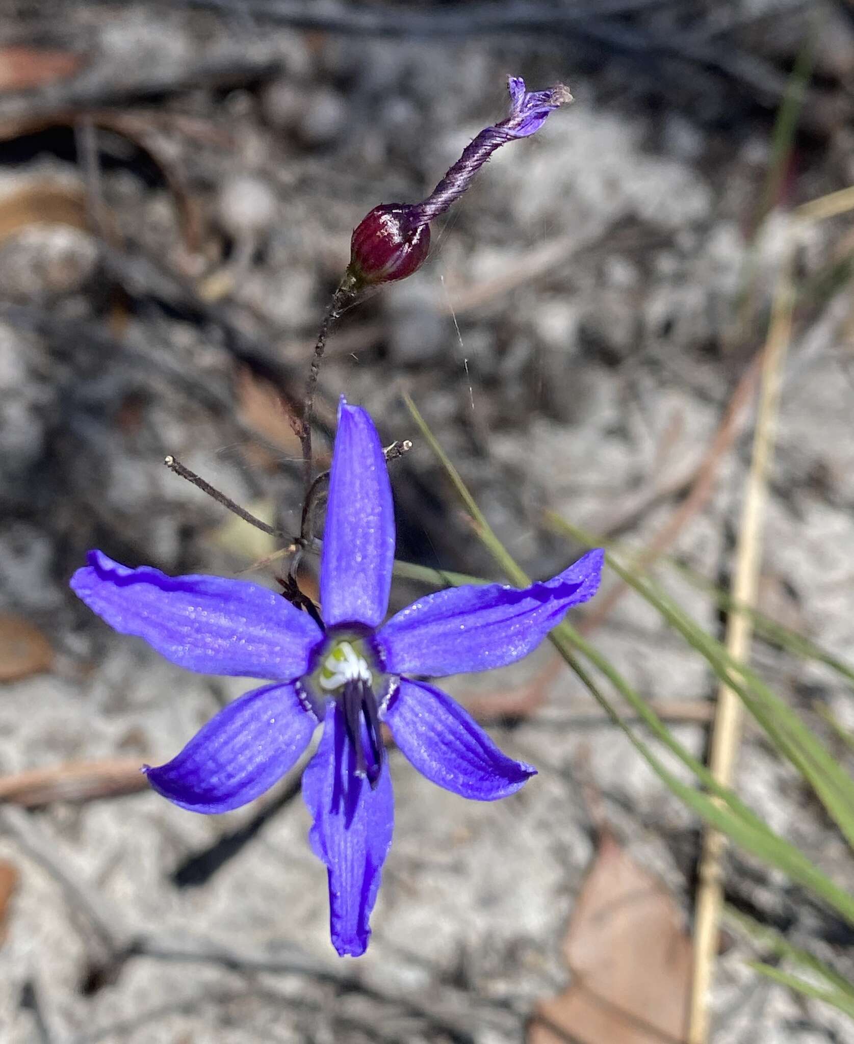 Image of Agrostocrinum scabrum (R. Br.) Baill.