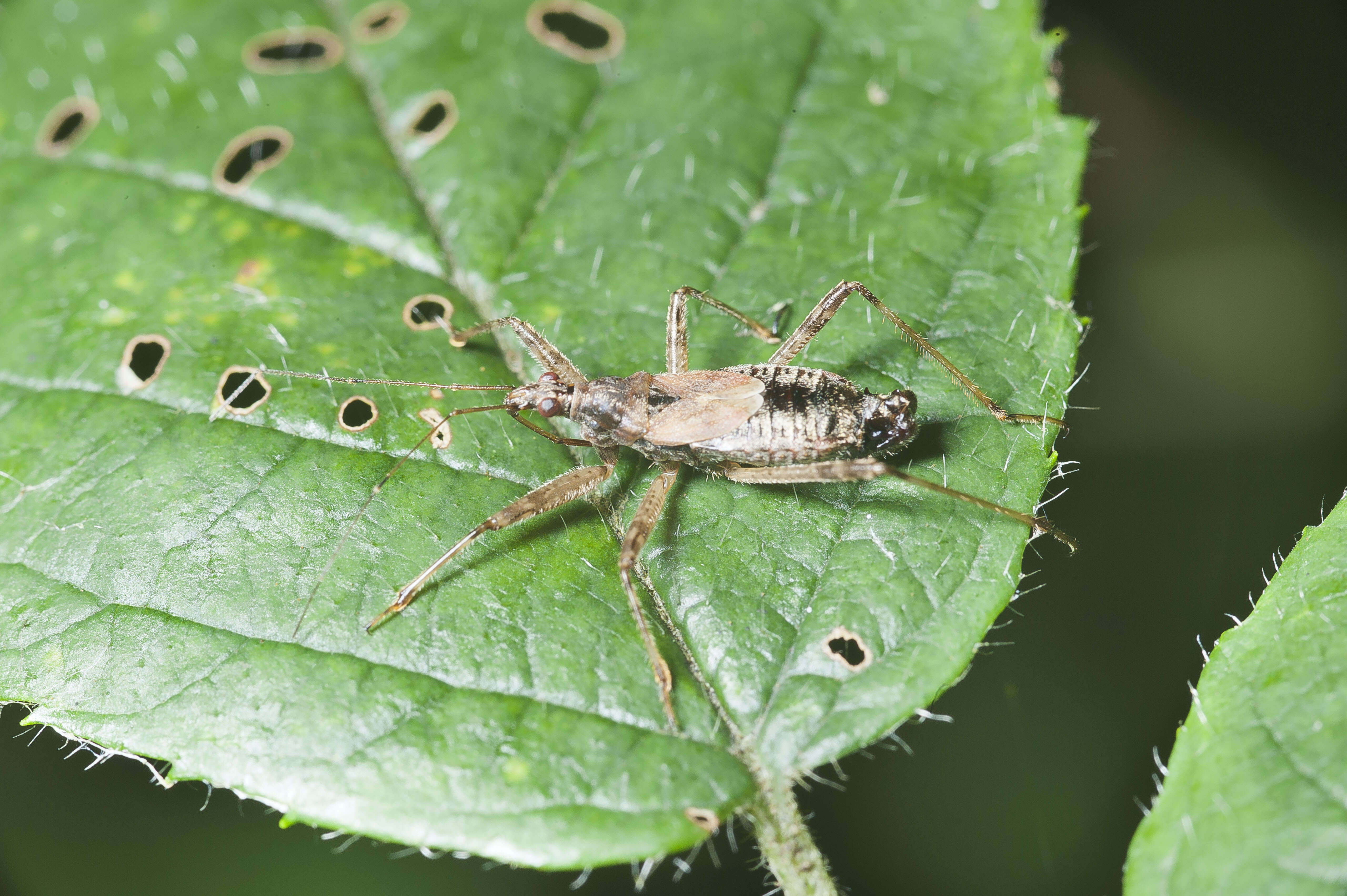 Image of Himacerus apterus (Fabricius 1798)