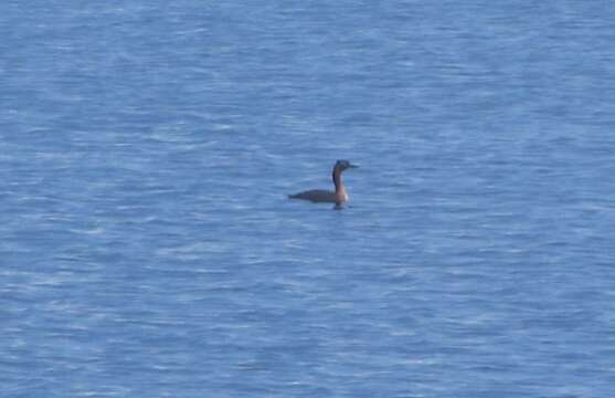 Image of Podiceps major navasi Manghi 1984