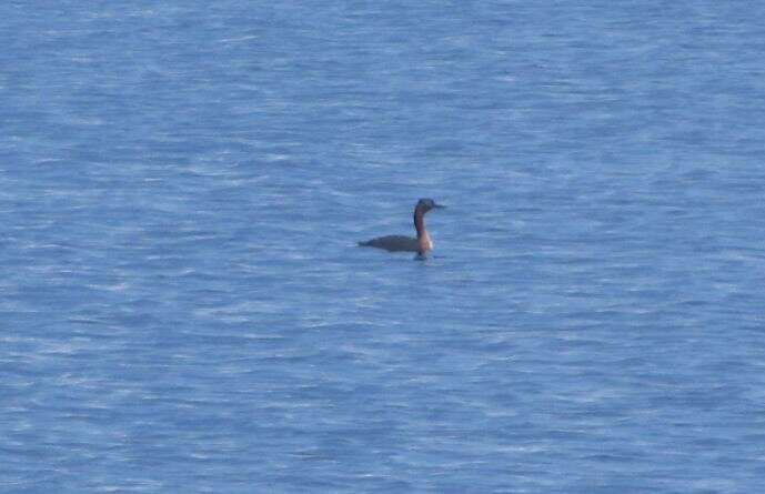 Image of Podiceps major navasi Manghi 1984