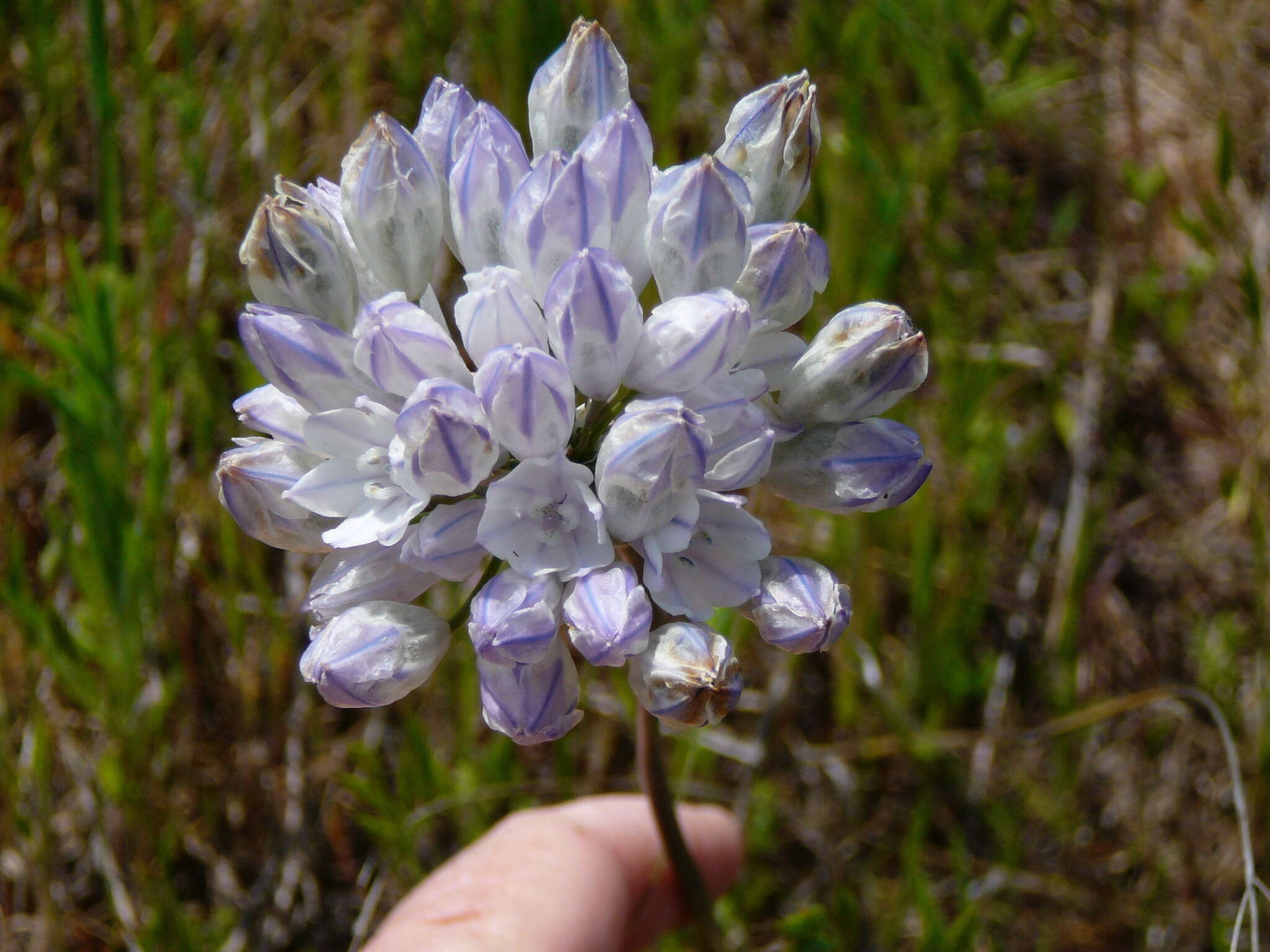 صورة Triteleia grandiflora Lindl.