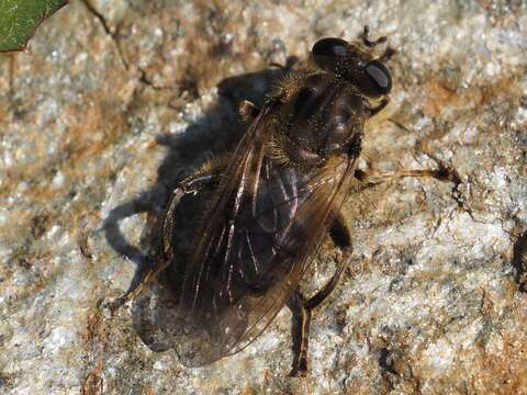 Imagem de Chalcosyrphus eunotus (Loew 1873)