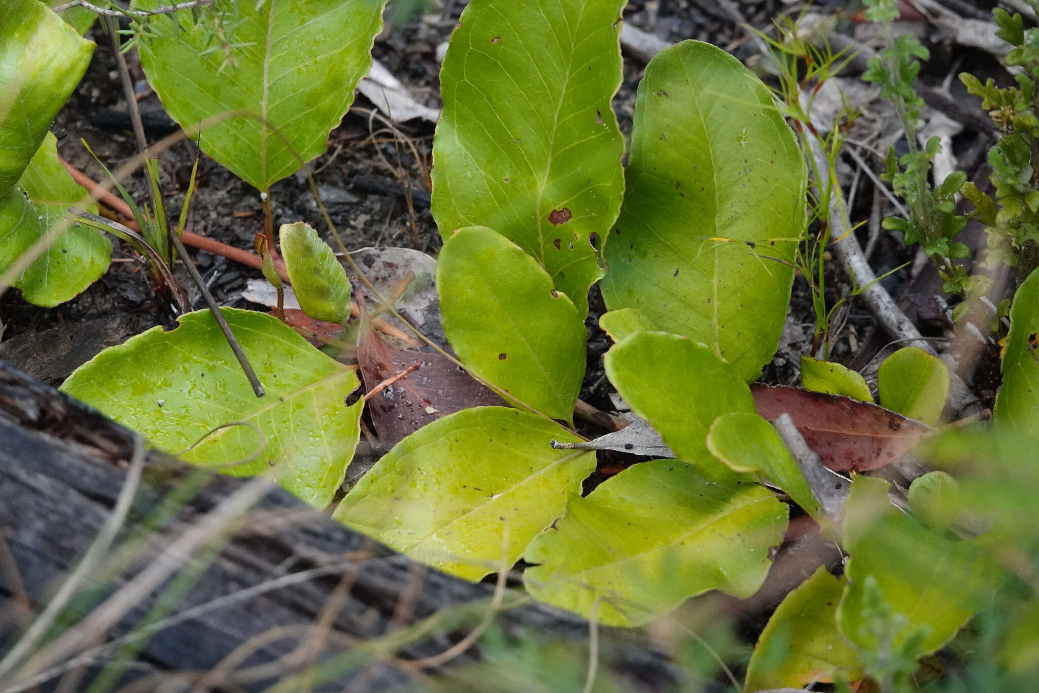 Image of Grevillea laurifolia Sieber ex Meissn.