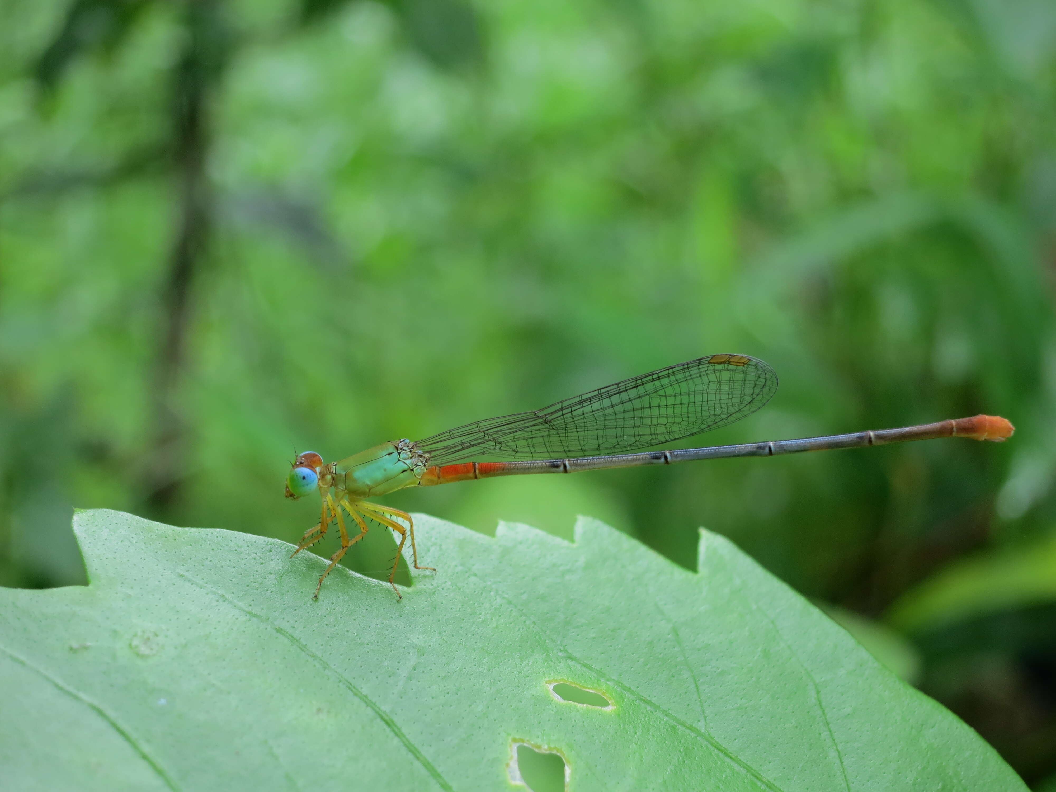 Imagem de Ceriagrion cerinorubellum (Brauer 1865)