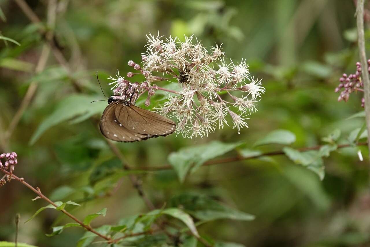 Eupatorium amabile Kitam. resmi