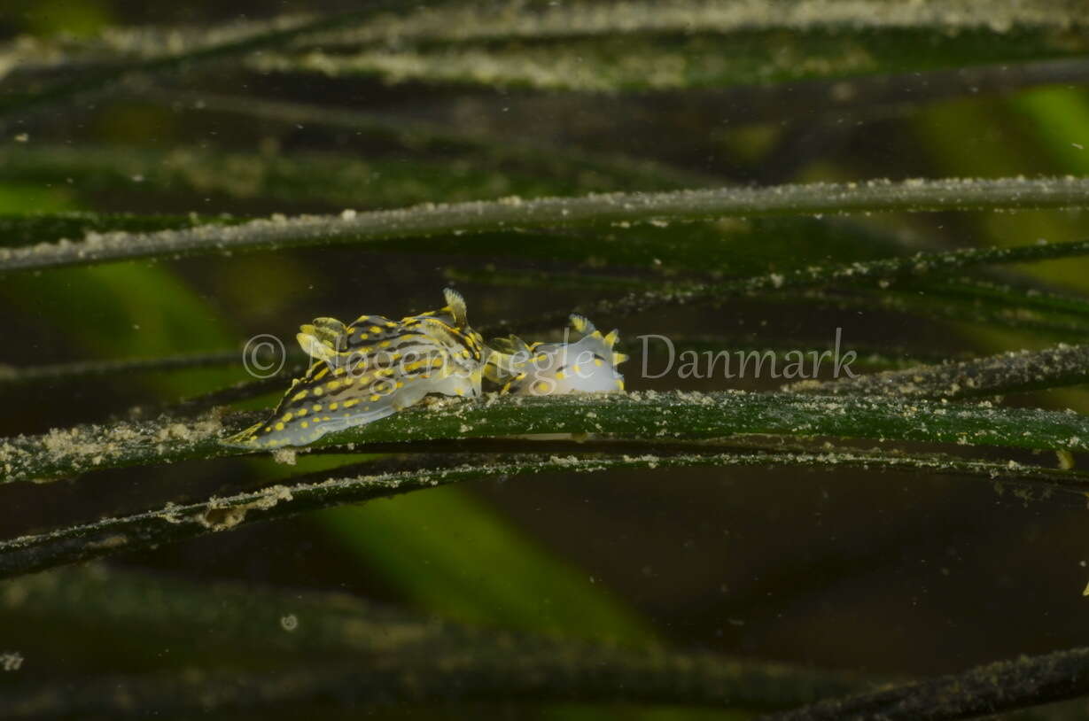 Image of Fourline nudibranch