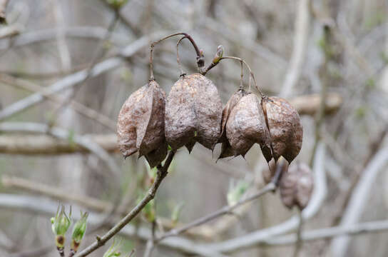 Imagem de Staphylea trifolia L.