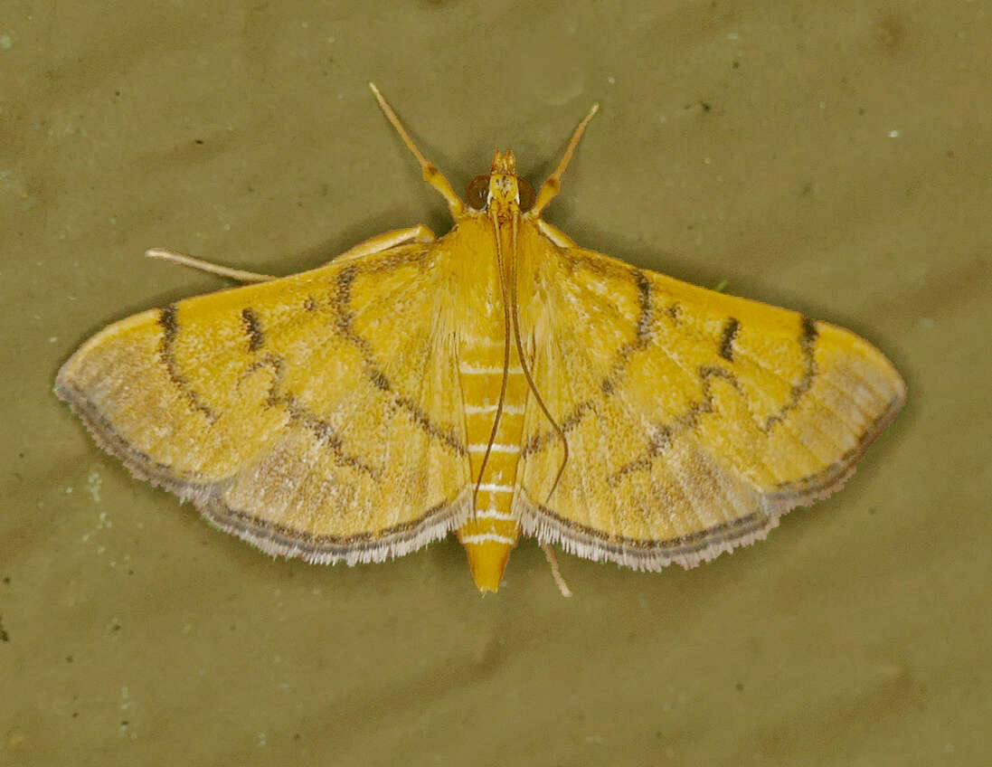 Image of Bean-leaf Webworm Moth