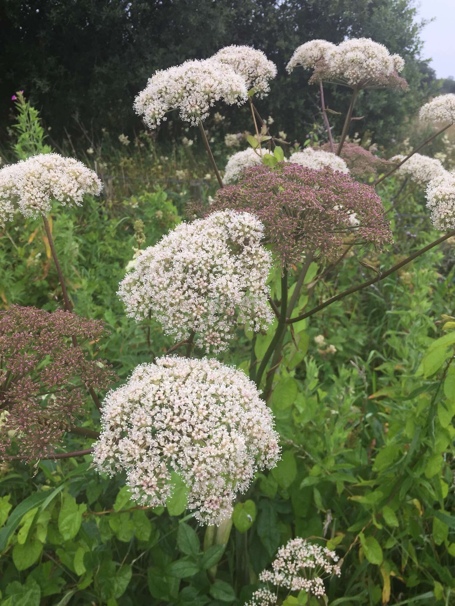 Image of wild angelica