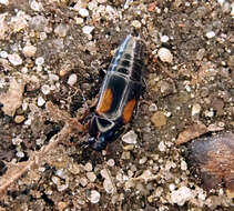 Image of Tachinus (Tachinus) subterraneus (Linnaeus 1758)