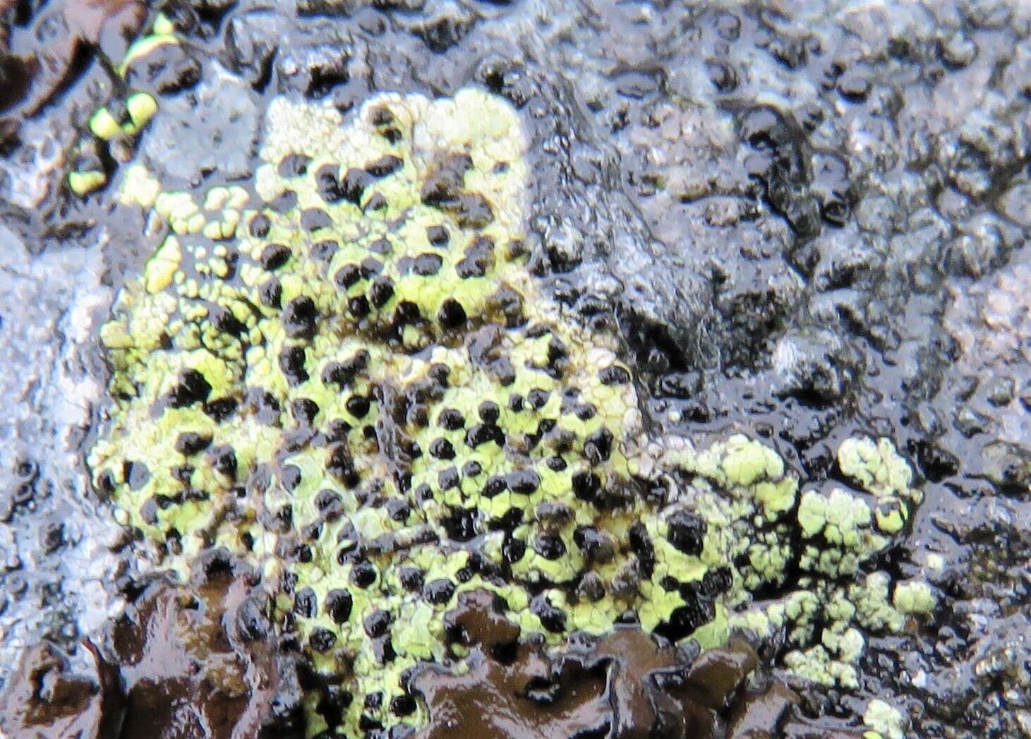 Image of lecanora map lichen