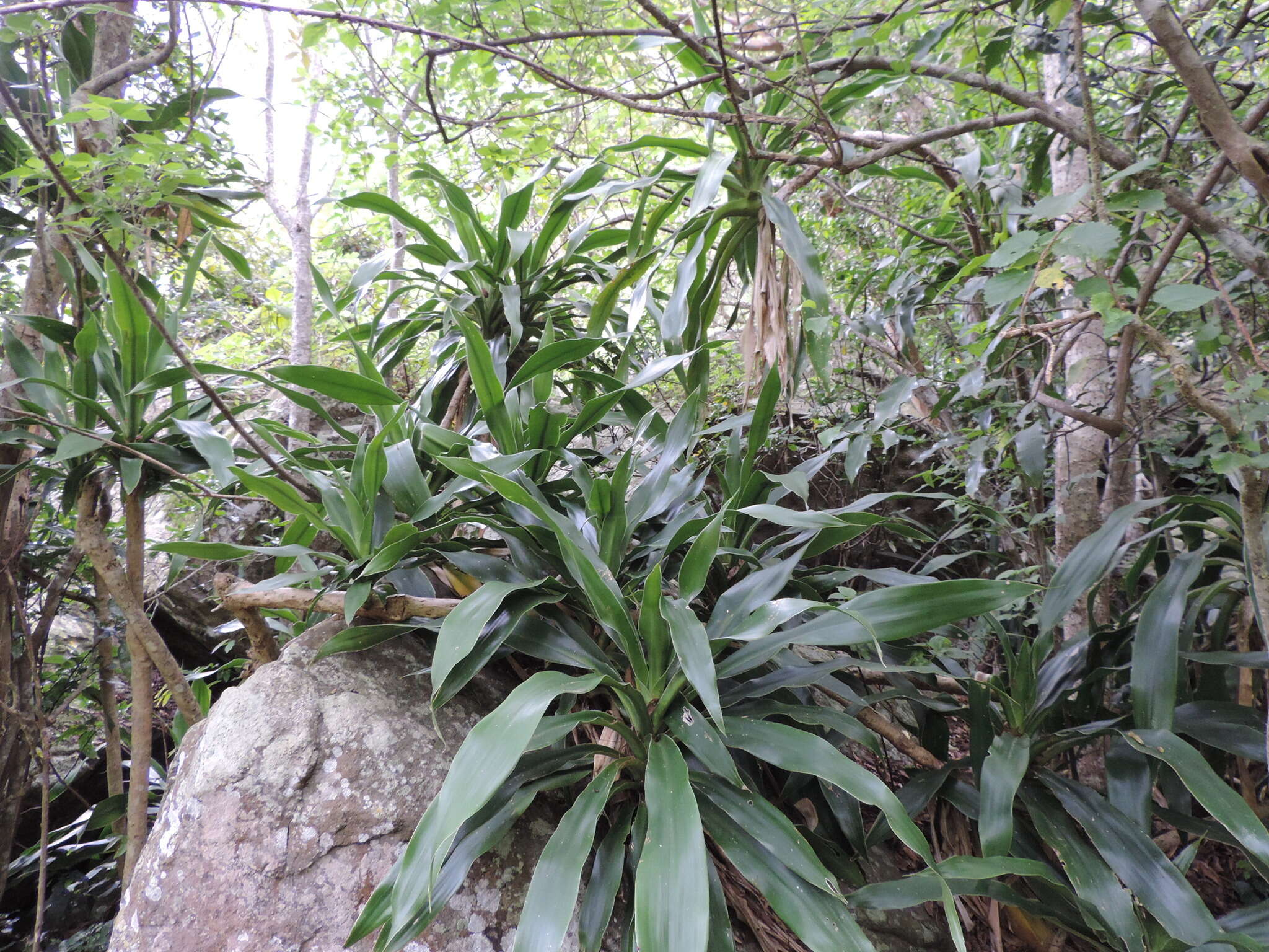 Image of large-leaved dragon tree