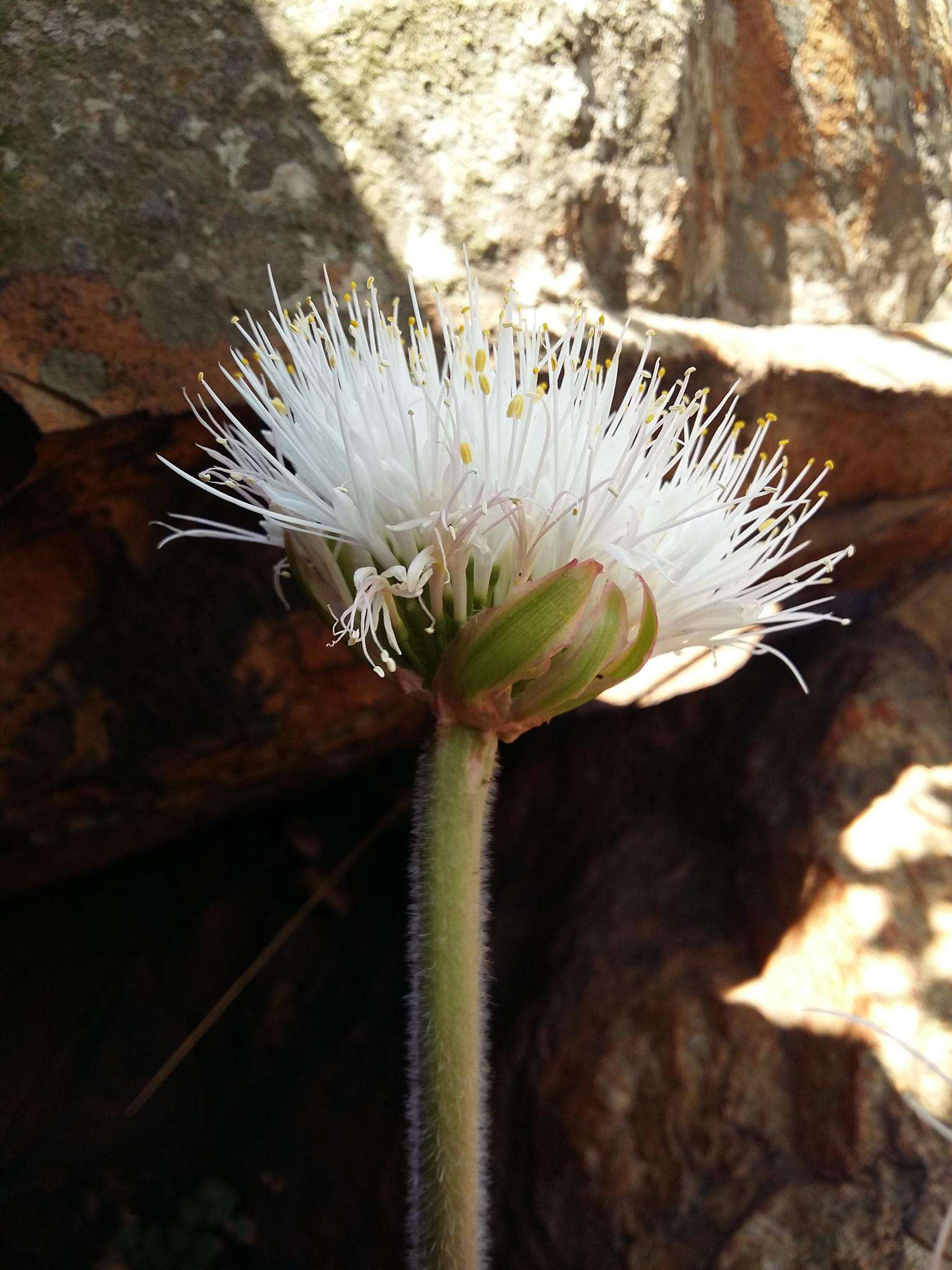 Image of Haemanthus humilis subsp. hirsutus (Baker) Snijman