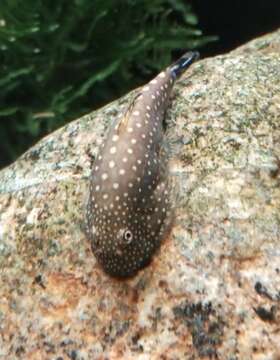 Image of Hillstream loach