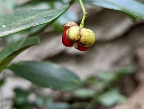 Image of Glyptopetalum pallidifolium (Hayata) Q. R. Liu & S. Y. Meng