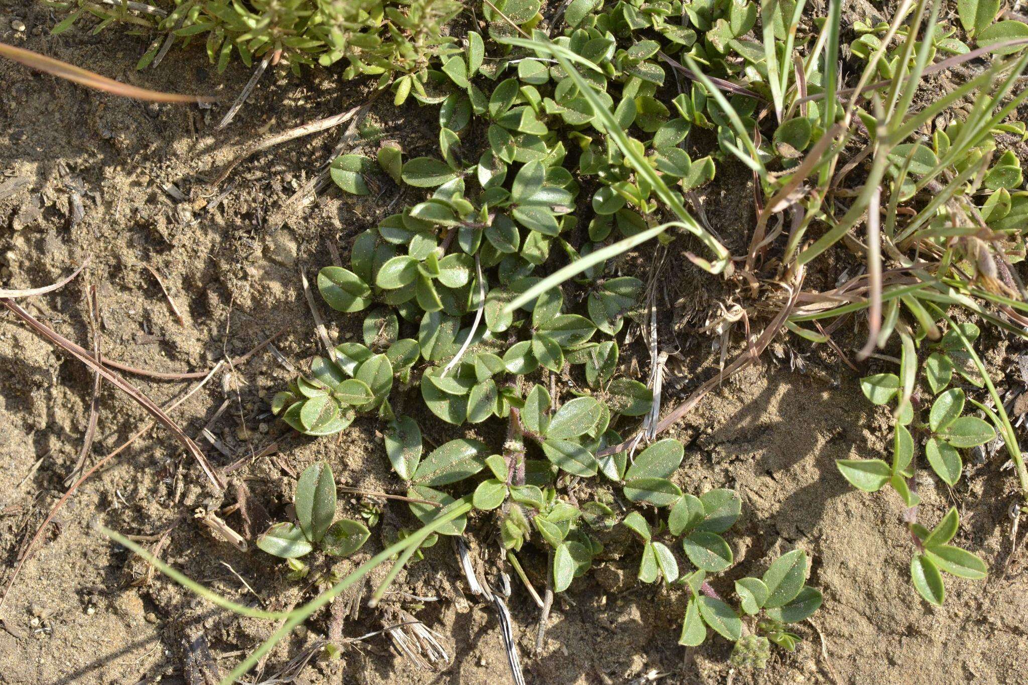 Image of Russet Lotononis