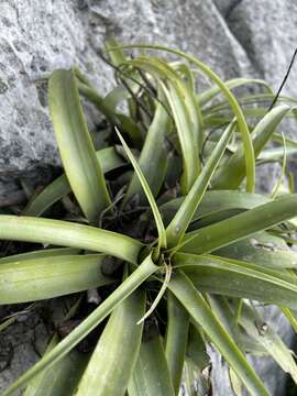 Imagem de Tillandsia capitata Griseb.