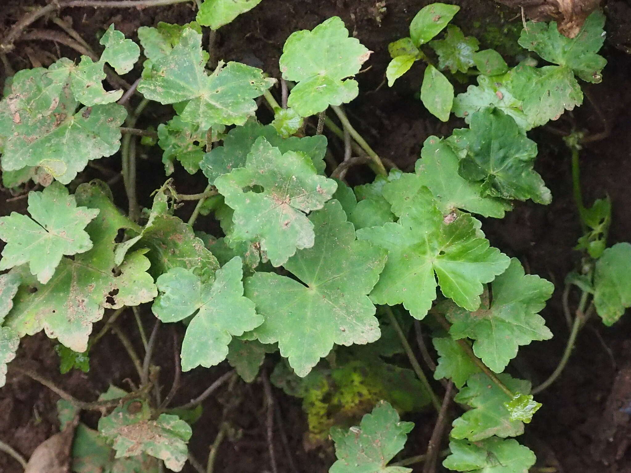 Image of Hydrocotyle javanica Thunb.