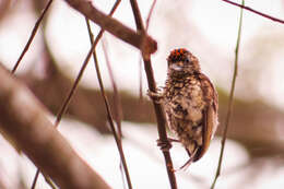 Image of Scaled Piculet