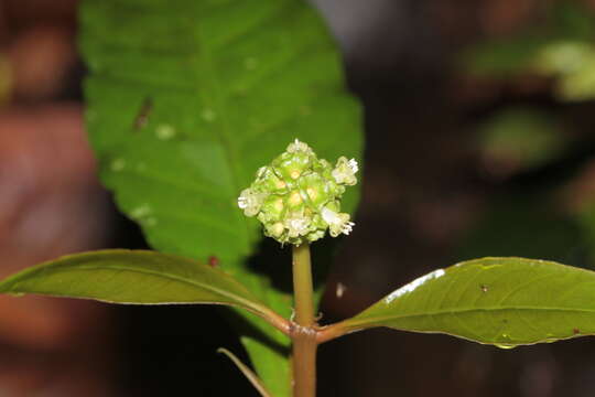 Eumachia guianensis (Bremek.) Delprete & J. H. Kirkbr. resmi