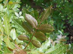 Image of Cyprus turpentine