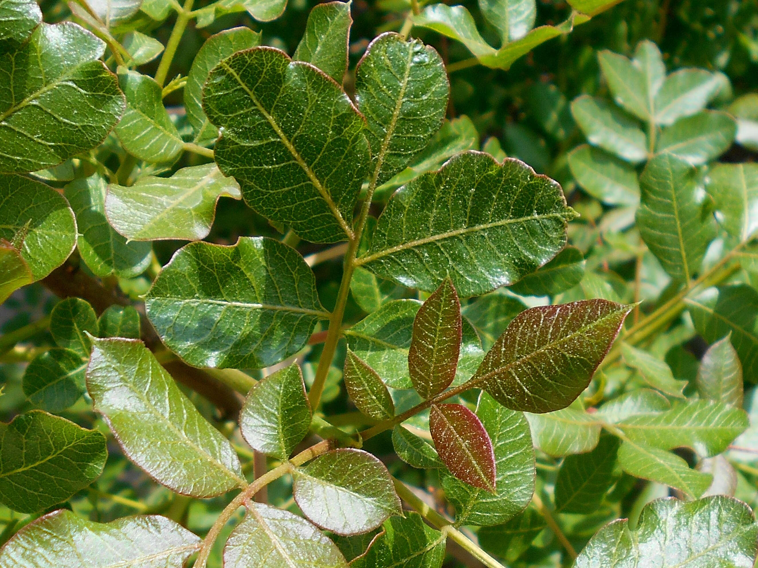 Image of Cyprus turpentine