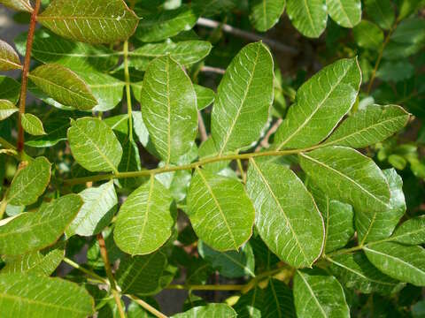 Image of Cyprus turpentine