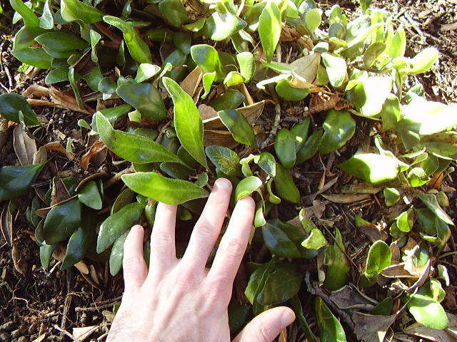 Image of leather-leaf fern