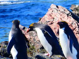 Image of Macaroni Penguin