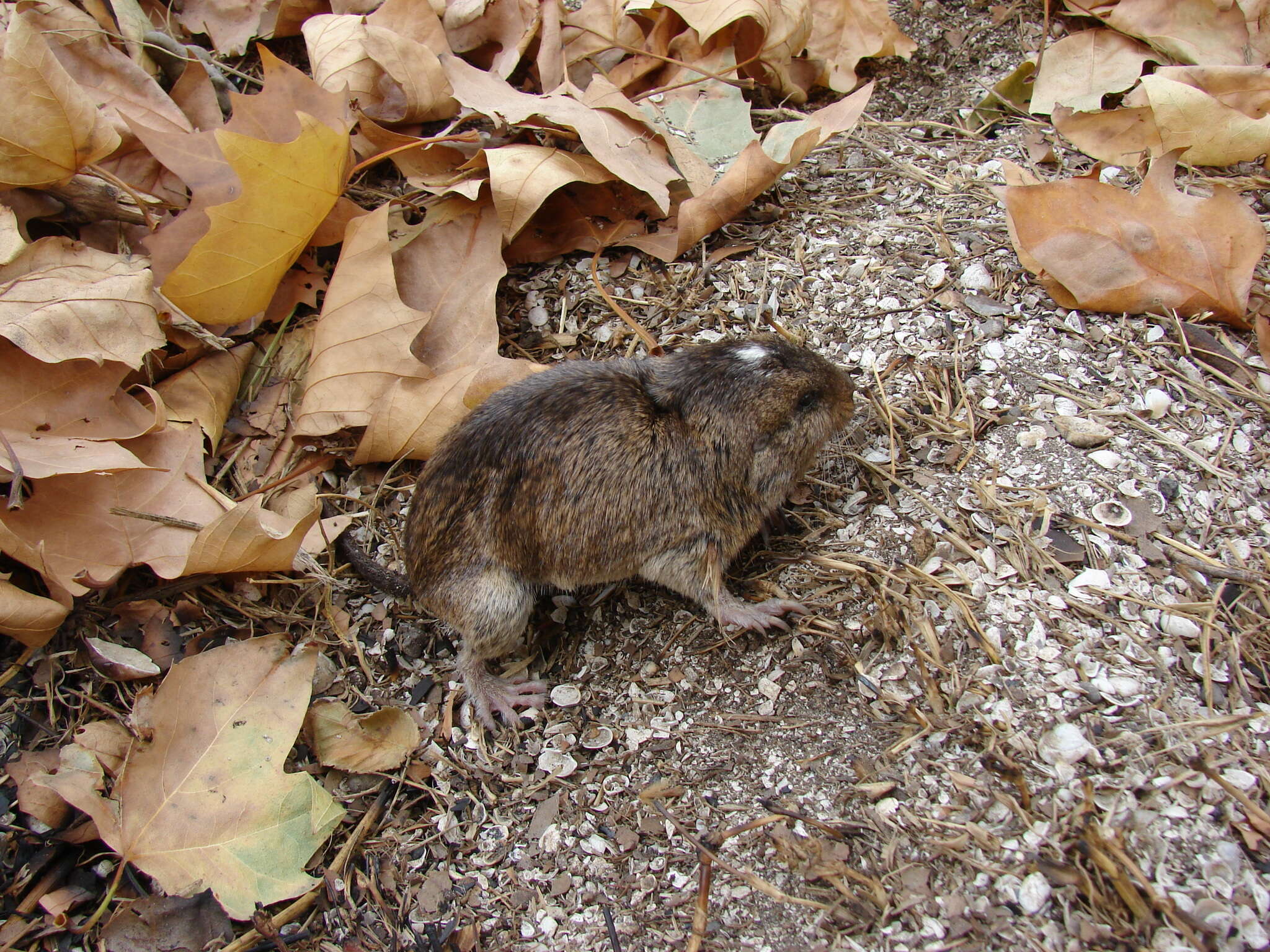 Image of Talas tuco-tuco