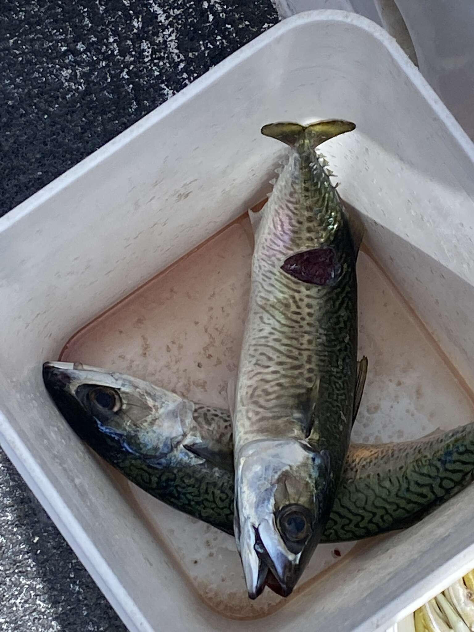 Image of Atlantic Chub Mackerel