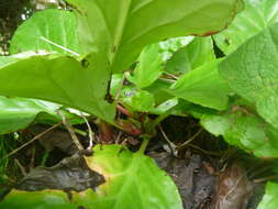 Image of Bergenia Moench