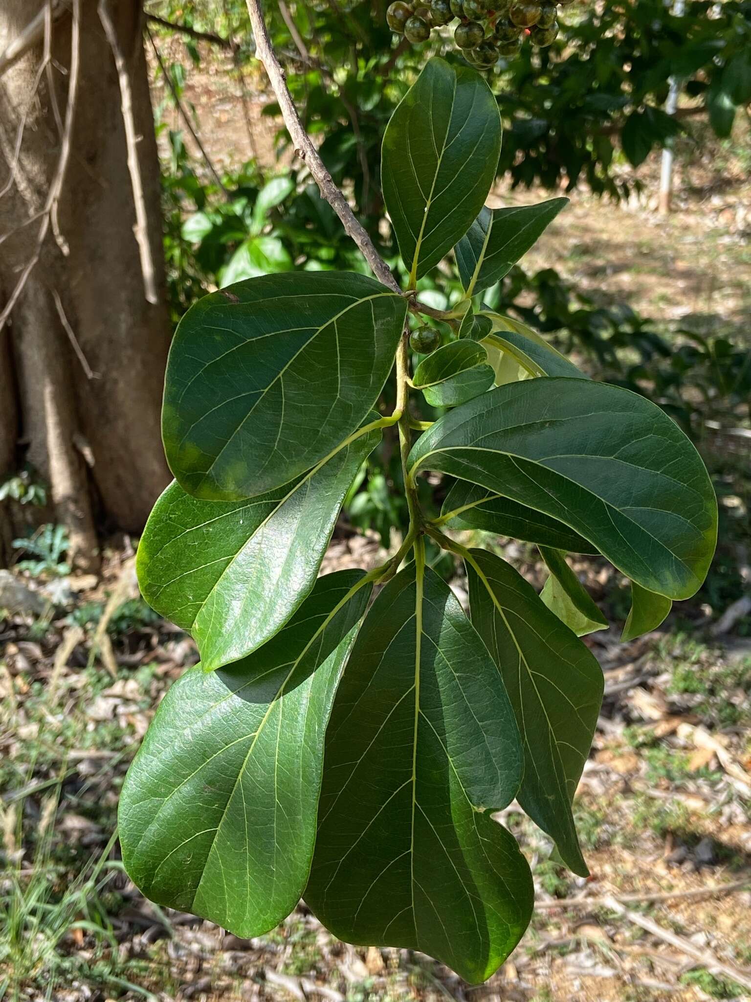 Image de Cordia collococca L.